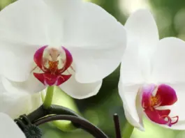 orchidea levele foltos