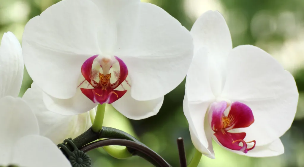 orchidea levele foltos