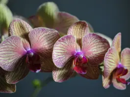 orchidea virágzása locsolása tápozása