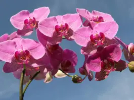 orchidea házi tápszer tápoldat banánlé