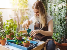 5 biztos jel, hogy át kell ültetni a szobanövényeket