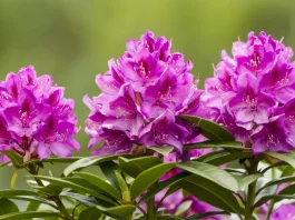 rhododenron lila