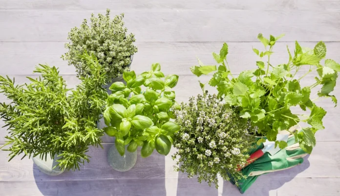 gyógynövények vízben bazsalikom oregano menta kakukkfű rozmaring