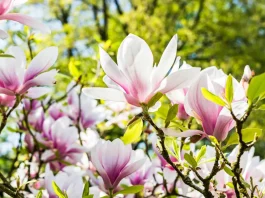 tulipánfa lliliomfa gondozása magnólia