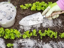 kártevőirtás kert vegyszermentes meztelencsiga
