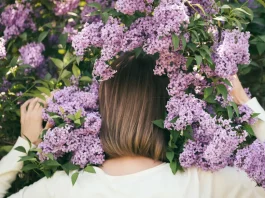 orgona mentészse locsolása ápolása szaporítása