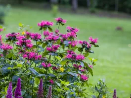 monarda vagy méhbalzsam lila