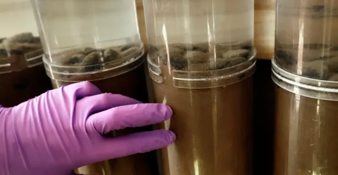 Oceanfenek-banyaszata-fenyegeti-a-tengeri-eletet Óceánfenék bányászata fenyegeti a tengeri életet