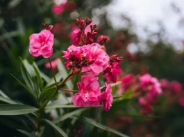Leander teleltetése: tippek a sikeres átteleléshez leander teleletetése