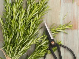 rozmaring és olló a konyhapulton