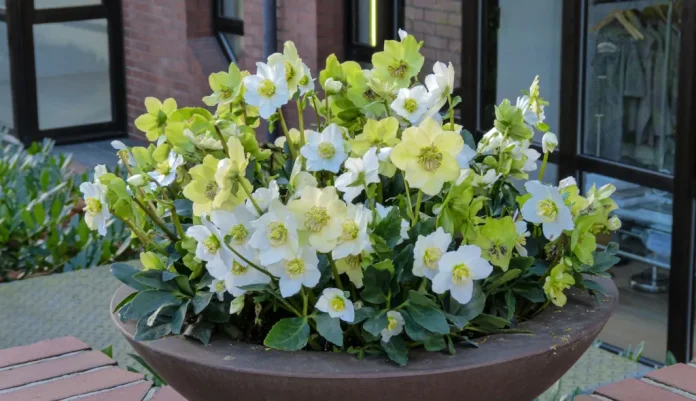 akciós hunyor a lidl-ben a teraszon beültetve