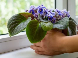 kék fokföldi ibolya az ablakban