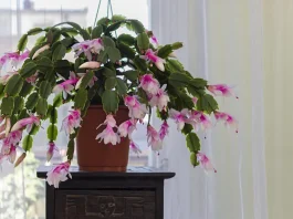 rózsaszín karácsonyi kaktusz sok virággal