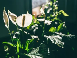 Vitorlavirág télen: miért sárgulnak a levelek? vitorlavirág télen fonnyad a levele