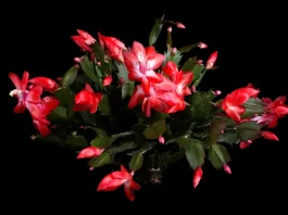 karácsony kaktusz piros