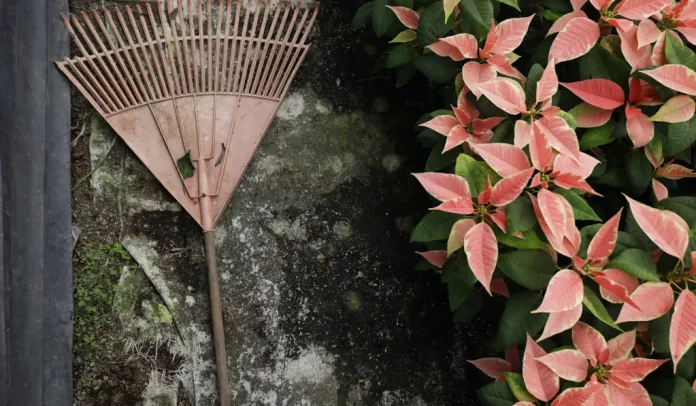 Mikulásvirág gondozása