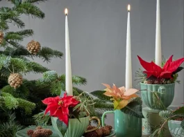 adventi koszorú mikulásvirág díszel