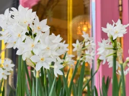 karácsonyi nárcisz