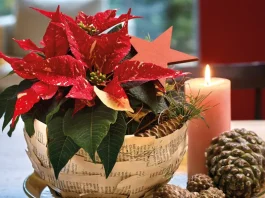 Mikulásvirág asztaldísz: ünnepi trendek és ötletek mikulásvirág asztadísz
