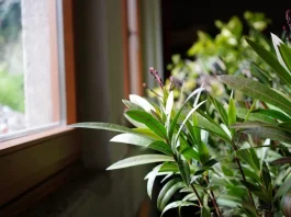 Leander téli öntözése: Így mentsd meg a növényedet leander teleltetése mennyi vizet kapjon