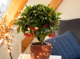 ardisia csúcsvirág karácsonyi dekoráció