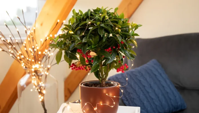 ardisia csúcsvirág karácsonyi dekoráció