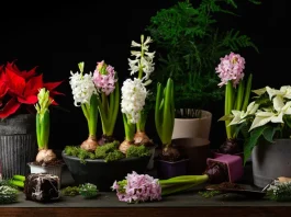 hagymások hajtatása karácsonyra karácsonyi dekoráció jácinttal