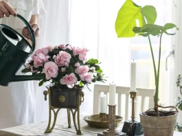 Télen virágzó szobanövények: 5 gyönyörű csoda rózsaszín azáleát locsol egy nő