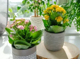 Korallvirág gondozása: tippek a látványos virágzáshoz rózsaszín és narancs korallvirág otthon