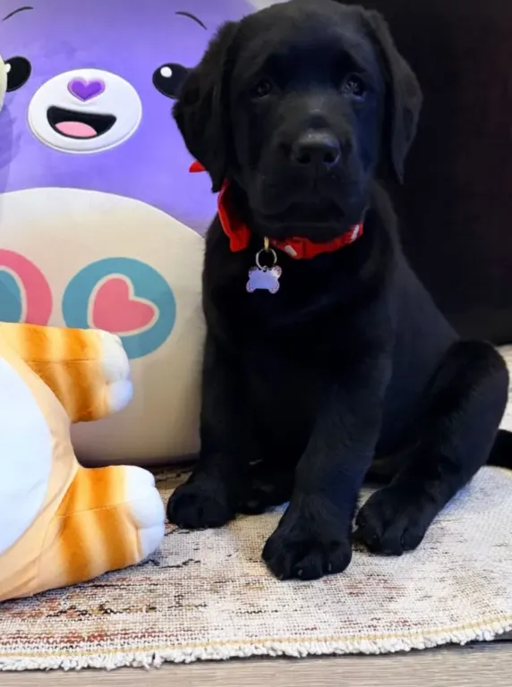 PETA keményen kiosztja Kim Kardashiant a karácsonyi kutyusokért-3