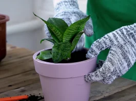 Áttelelő Növények Télen: Illatos Kert a Hidegben Növény gondozás