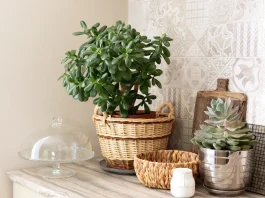 Pozsgafa Feng Shui: Bőség és Harmónia Otthon pénzfa jáde pizsgafa elhelyezése a lakásban a feng shui szerint