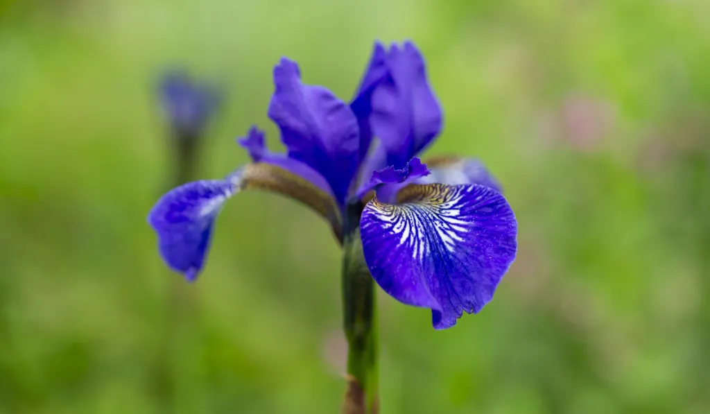 Szibériai nőszirom