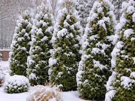 téli kert tujákkal