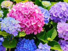 gyönyörű színpompás hortenziák