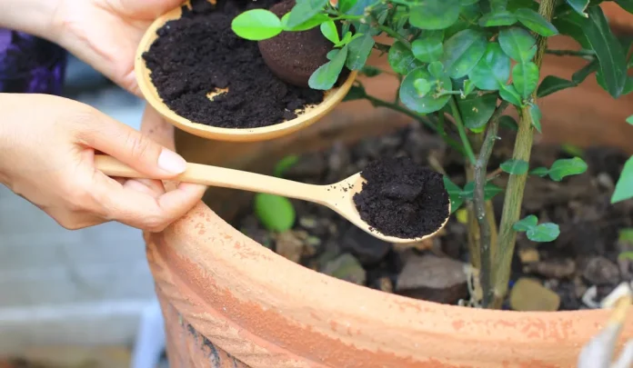 nő kávézaccot szór a szobanövénye földjére