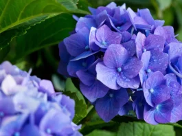 kék hortenzia virága közelről