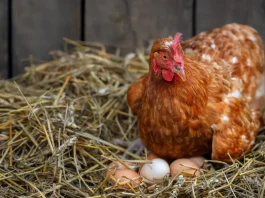 csirke ül a tojásain