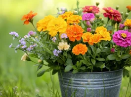 színes kerti virágok fém vödörben zinnia bársonyvirág