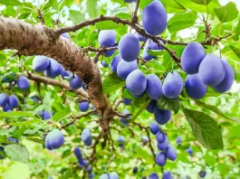 csacsaki szilvafa termése nyáron