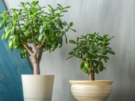 pozsgafák otthon a komódon