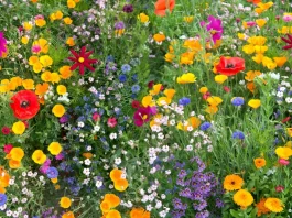 sok színes vadvirág a kertben