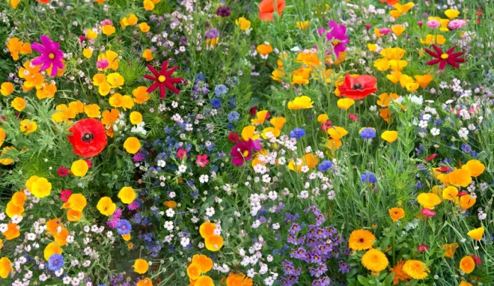 sok színes vadvirág a kertben