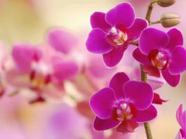 Orchidea