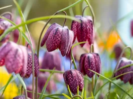 mocsári kockásliliom lila