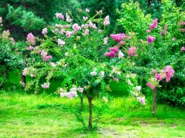 selyemmirtusz bokor rózsaszín és fehér